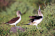 Picture 'Eq1_25_04 Blue Footed Booby, Galapagos, Espanola, Punta Suarez'